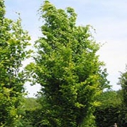 Mature Fagus Dawyck Gold Beech Tree, AWARD + LONG LIVED + EXPOSED SITES + LOW MAINTENANCE + CLAY TOLERANT + SLOW GROWING + COLUMNAR **FREE UK MAINLAND DELIVERY + FREE 100% TREE WARRANTY**